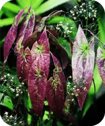Epimedium Sagittatum and Catuaba bark for natural energy