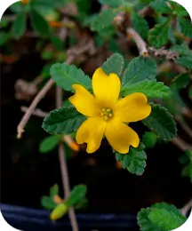 Damiana and Muira Puama botanical extracts for stamina