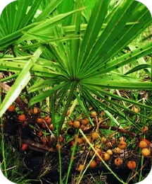 Saw Palmetto extract for natural male urinary support